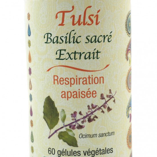 Basilic Tulsi (sacré)