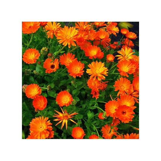 EHA Calendula (Souci) BIO 50ml