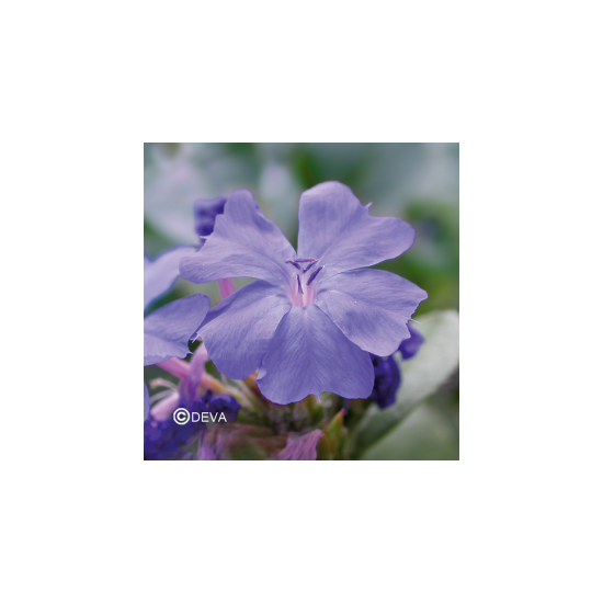 Elixir floral PLUMBAGO BIO...