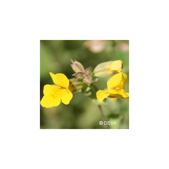 Elixir floral Mimulus BIO...