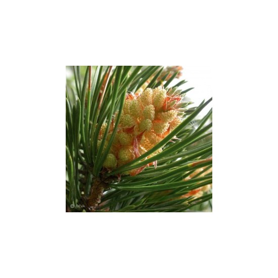Elixir Floral Pin sylvestre...