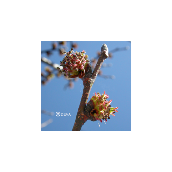 Elixir floral ORME BIO...
