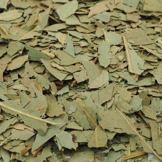 Eucalyptus globulus