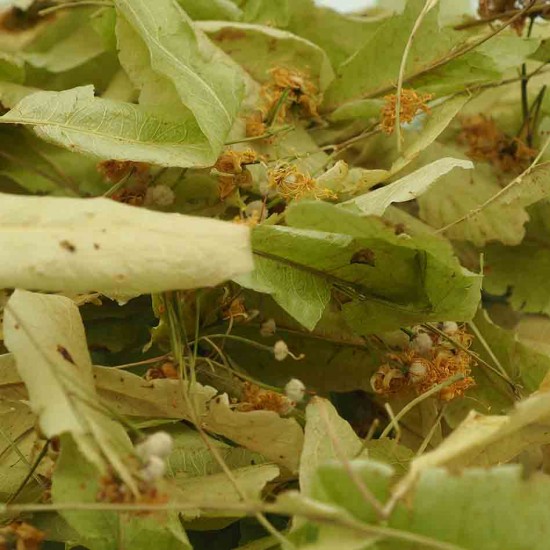 Tilleul bracté