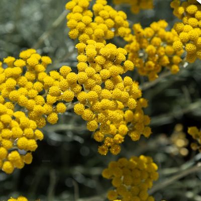 L’HÉLICHRYSE ITALIENNE : le soleil sacré