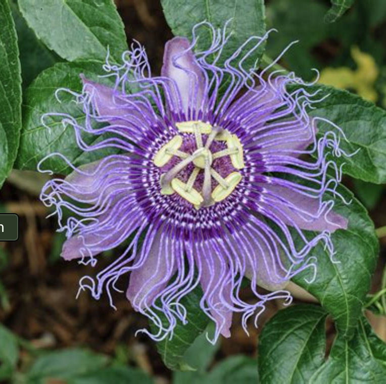 LA PASSIFLORE : la plante des anxieux