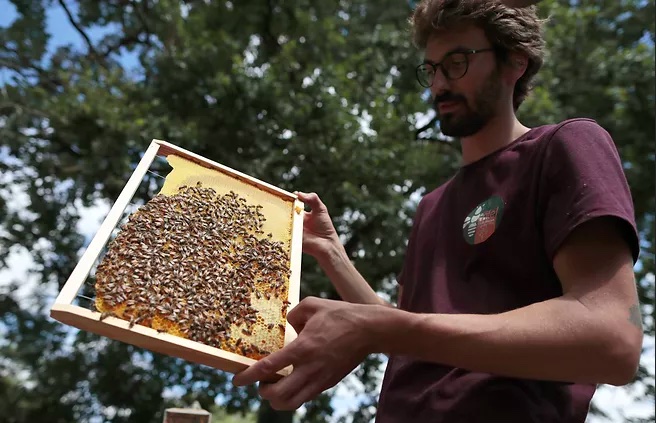 A la rencontre de Guillaume, apiculteur du marais poitevin