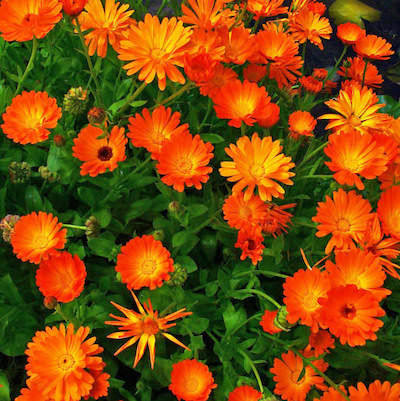LE CALENDULA : le soleil végétal