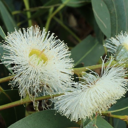L'eucalyptus, un australien bien acclimaté !