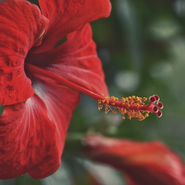 L’Hibiscus, plante gourmande et bienfaisante