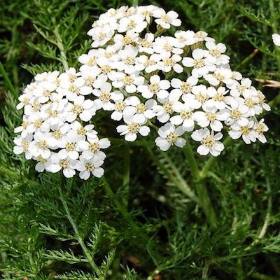 L'ACHILLÉE MILLEFEUILLE  : La maItresse du sang