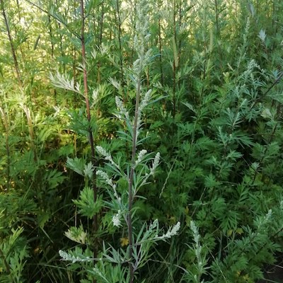 L'ARMOISE, la mère des herbes