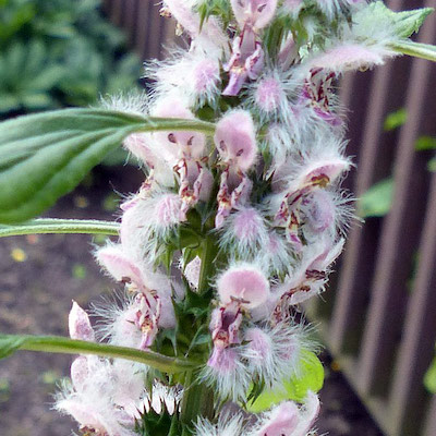 L'AGRIPAUME : la chef d'orchestre du coeur