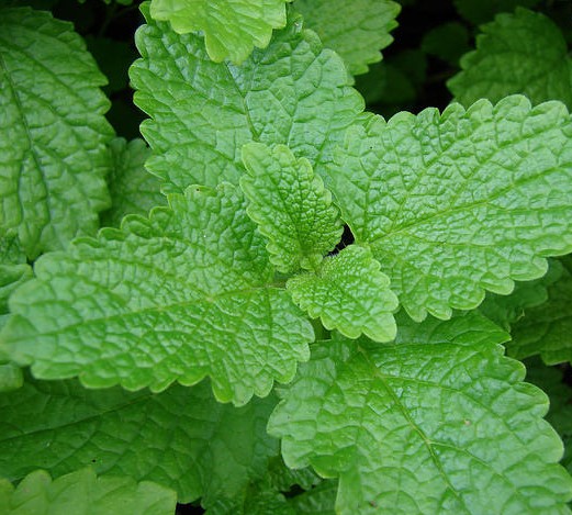 LA MÉLISSE :  la gaîté du coeur